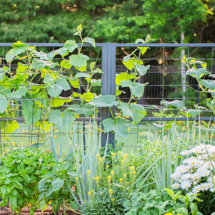Homegrown vegetable garden with cucumber vines, yellow flowers, and basil on a dark metal trellis. Green onions, peppers, and daisies below.