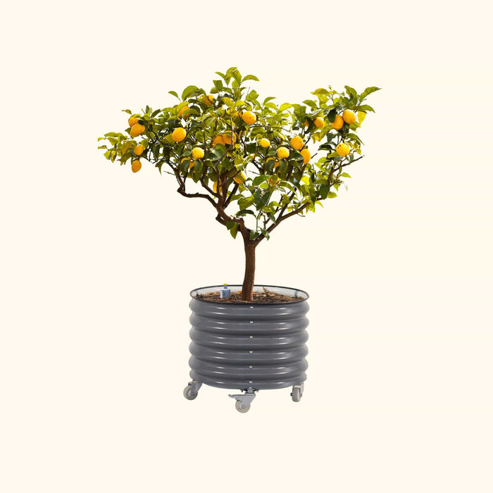 Dwarf lemon tree with yellow fruit in a dark gray mobile corrugated metal planter.