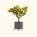 Dwarf lemon tree with yellow fruit in a dark gray mobile corrugated metal planter.