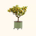 Dwarf lemon tree with yellow fruit in a mobile sage green corrugated metal container garden planter on wheels.