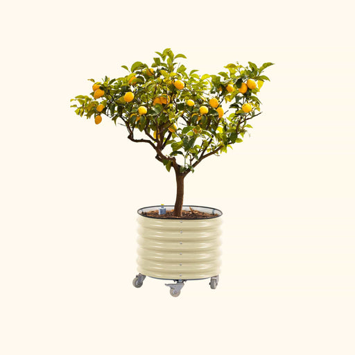 Potted lemon tree with ripe fruit in a cream corrugated metal planter on wheels.