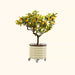 Potted lemon tree with ripe fruit in a cream corrugated metal planter on wheels.