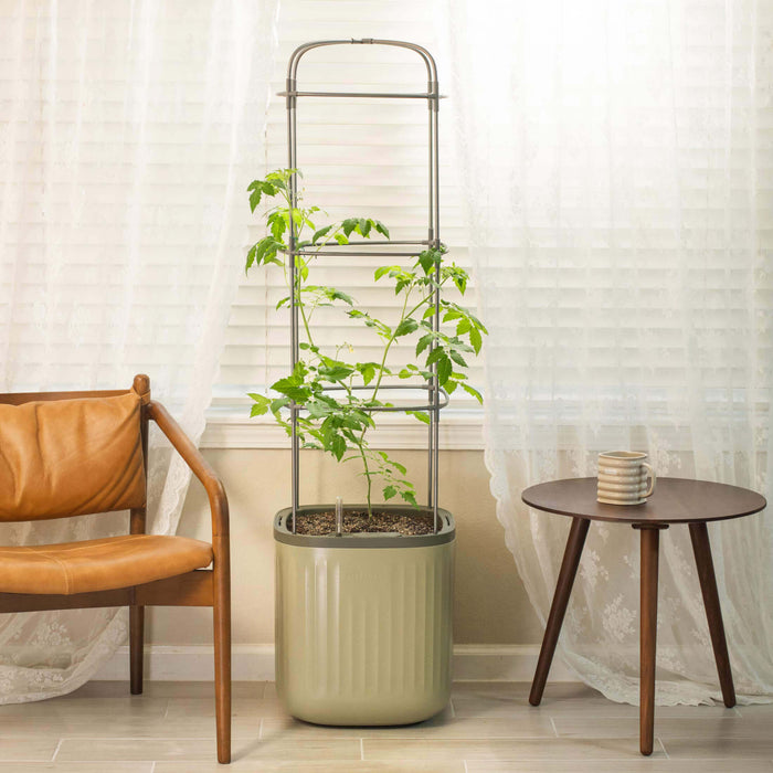 Sage self-watering planter with metal trellis and growing tomato plant. Modern indoor gardening, chair, side table.