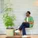 Man relaxing on patio with thriving tomato plant showing green tomatoes in a Vego Garden self-watering planter.