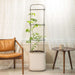 Modern indoor tomato plant in self-watering planter with trellis, flanked by a leather armchair and wooden side table.