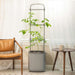 Gray self-watering planter with tomato plant and metal trellis in a living room with a leather chair and side table.
