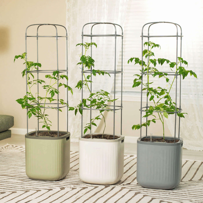 Tomato plants with trellises in self-watering planters. Sage green, white, and grey indoor garden pots.