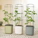 Tomato plants with trellises in self-watering planters. Sage green, white, and grey indoor garden pots.