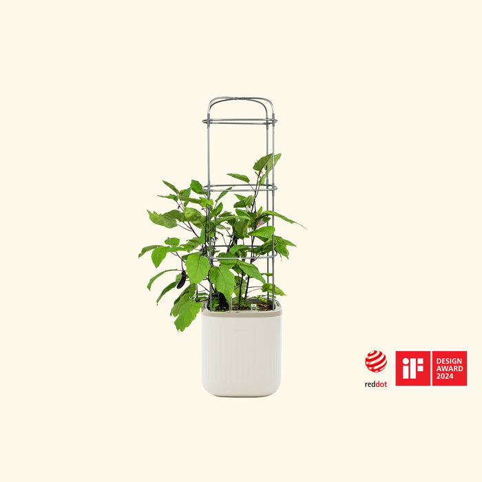 Award-winning smart garden system with a growing eggplant plant in a white self-watering pot and grey metal trellis.