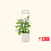 Award-winning smart garden system with a growing eggplant plant in a white self-watering pot and grey metal trellis.