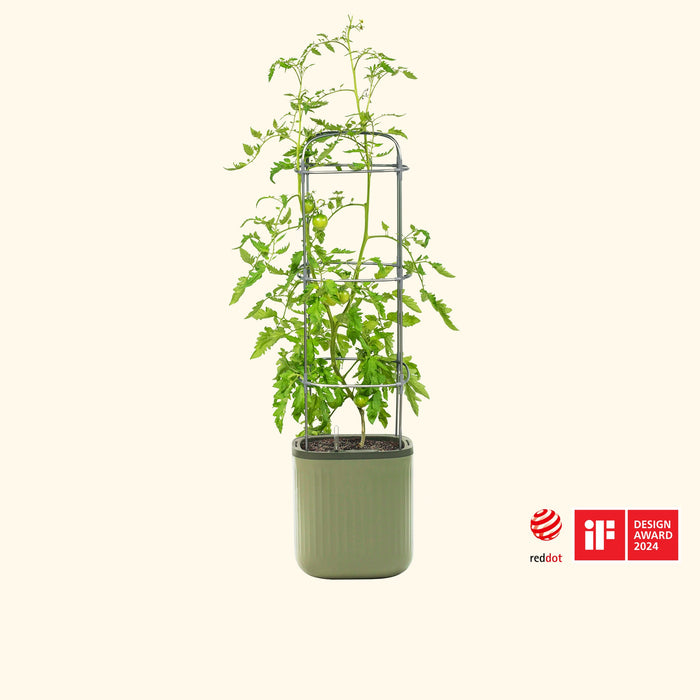 Green tomato plant in award-winning self-watering planter with trellis support. Red Dot, iF Design Award 2024.