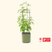 Green tomato plant in award-winning self-watering planter with trellis support. Red Dot, iF Design Award 2024.