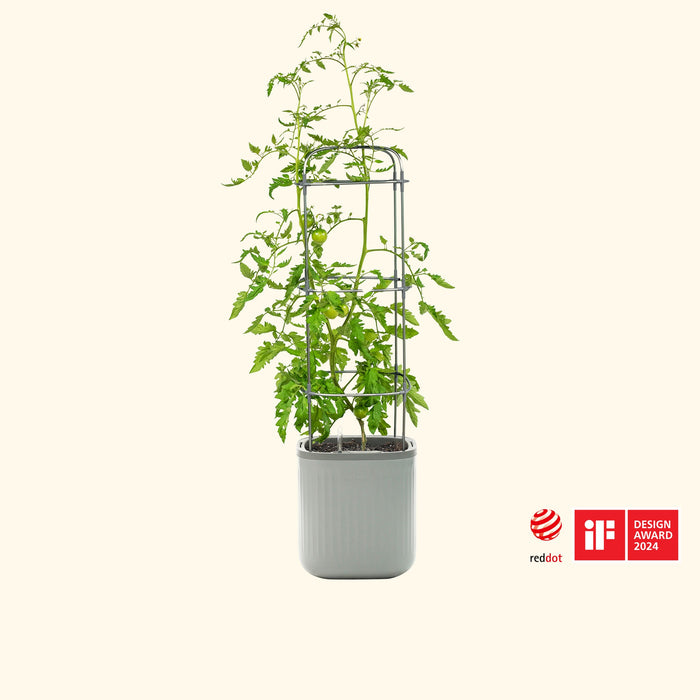 Green tomato plant in self-watering planter with support cage. Red Dot, iF Design Award 2024.