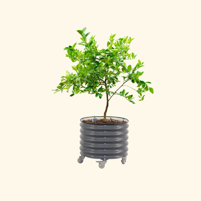Vibrant green citrus tree in a dark grey corrugated mobile planter with casters. Ideal for patio or balcony gardening.