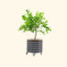 Vibrant green citrus tree in a dark grey corrugated mobile planter with casters. Ideal for patio or balcony gardening.