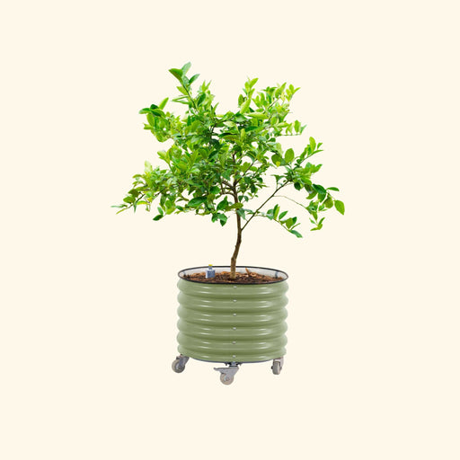 Green citrus tree in olive corrugated mobile planter on wheels with watering device. Patio container garden.