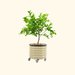 Lime tree in a wheeled, beige corrugated metal planter. Mobile container garden for patio or balcony.