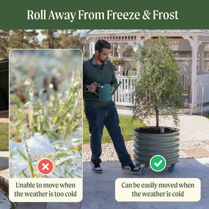 Man moves large potted tree in a rolling planter to protect from freeze & frost, unlike frozen, immovable garden plants.
