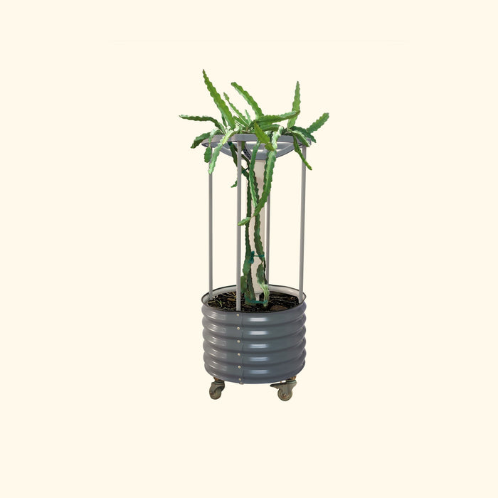 Green dragon fruit cactus in a grey corrugated metal planter with a climbing trellis and wheels.