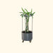 Green dragon fruit cactus in a grey corrugated metal planter with a climbing trellis and wheels.