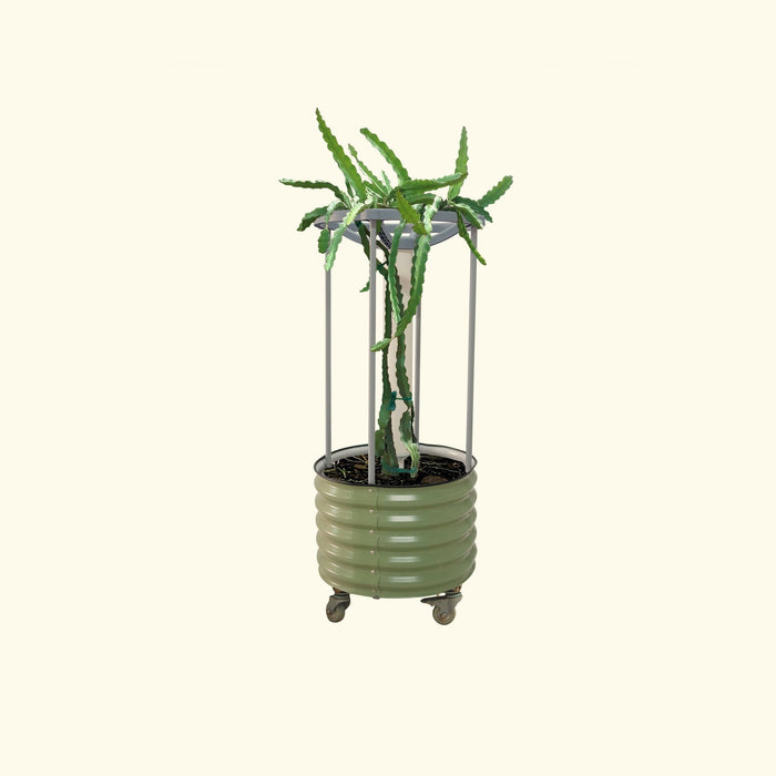 Dragon fruit plant in a ribbed olive green mobile planter with a grey metal support trellis.