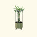 Dragon fruit plant in a ribbed olive green mobile planter with a grey metal support trellis.