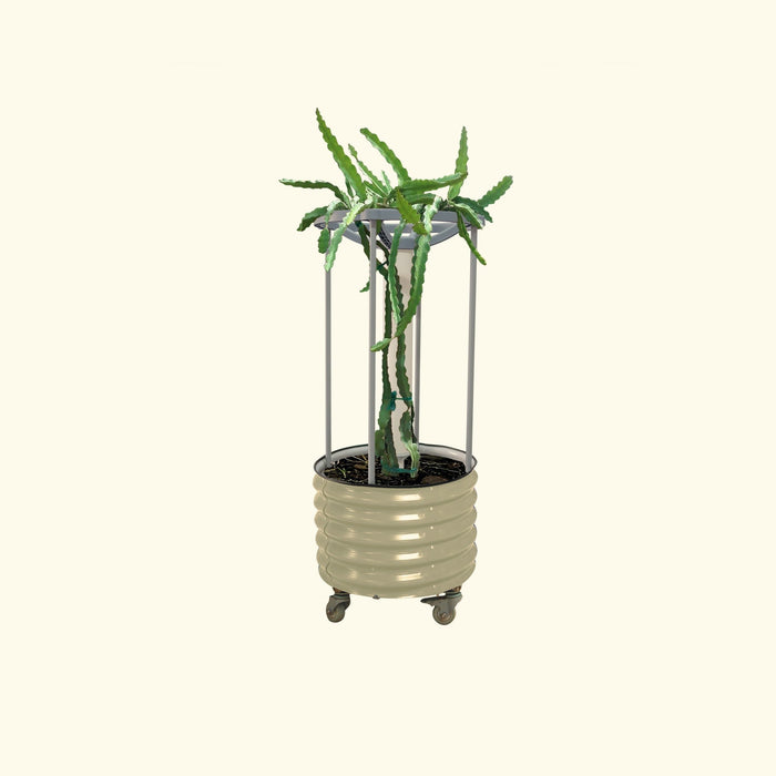 Dragon fruit cactus in ribbed beige planter on casters, with metal trellis. Modern indoor plant decor.
