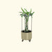 Dragon fruit cactus in ribbed beige planter on casters, with metal trellis. Modern indoor plant decor.