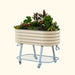 Mobile raised garden bed: cream corrugated planter with colorful plants, on a blue wheeled stand with a shelf.