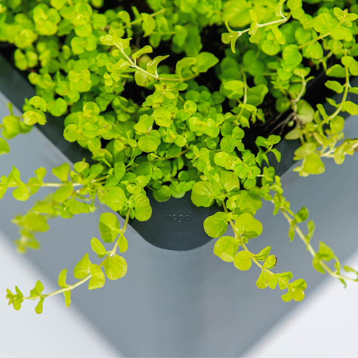 Bright chartreuse Creeping Jenny trailing from a modern dark gray planter.