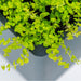 Bright chartreuse Creeping Jenny trailing from a modern dark gray planter.
