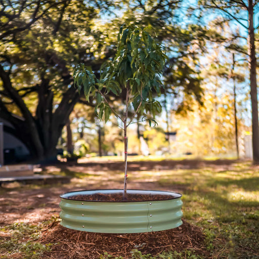 Young tree in a light green corrugated metal raised garden bed, surrounded by mulch in a sunny garden.