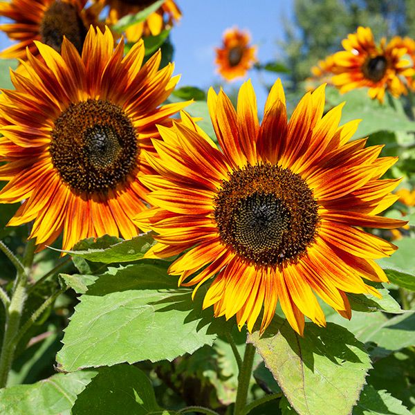 Vibrant bi-color yellow and red sunflowers with dark centers blooming in a sunny garden.