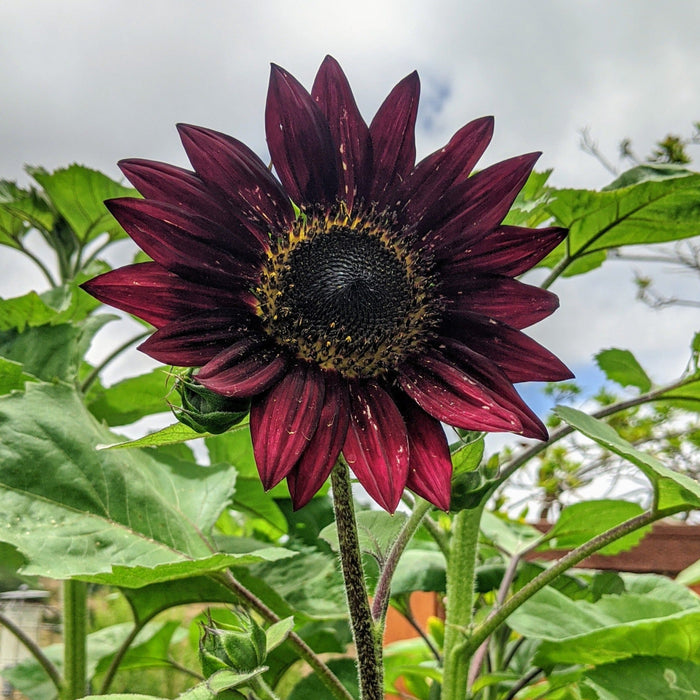 Deep burgundy sunflower bloom with dark center, green leaves, and a developing bud. Garden flower against a cloudy sky.