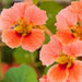 Salmon pink Nasturtium flowers with yellow and red centers. Vibrant, edible garden blooms on green foliage.