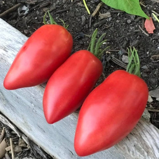 Homegrown red paste tomatoes on rustic wood. Fresh garden harvest from the garden bed.