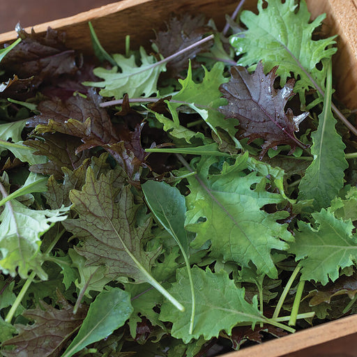 Fresh mixed greens in a wooden bowl. Vibrant green and red leafy salad mix, healthy organic produce.