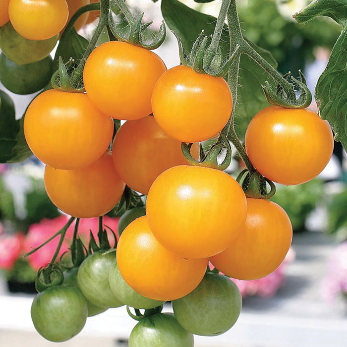 Golden yellow cherry tomatoes ripening on the vine with green tomatoes. Fresh garden harvest.