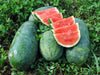 Sweet summer watermelons: whole and vibrant red slices with seeds, freshly harvested on green clover.