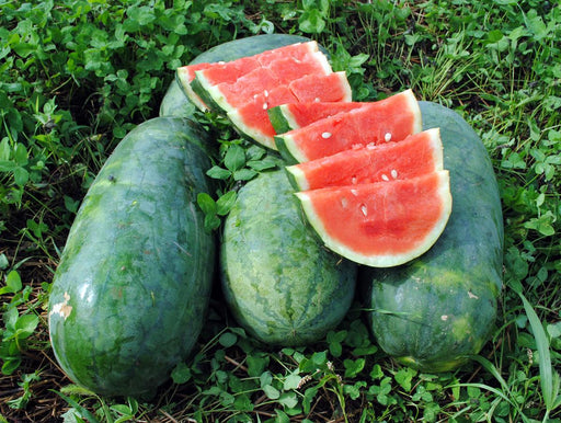 Sweet summer watermelons: whole and vibrant red slices with seeds, freshly harvested on green clover.