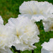 White carnations with frilly petals in full bloom against a green background.