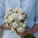 White strawflower bouquet held by hands in a blue shirt. Dried everlasting flowers for home decor.