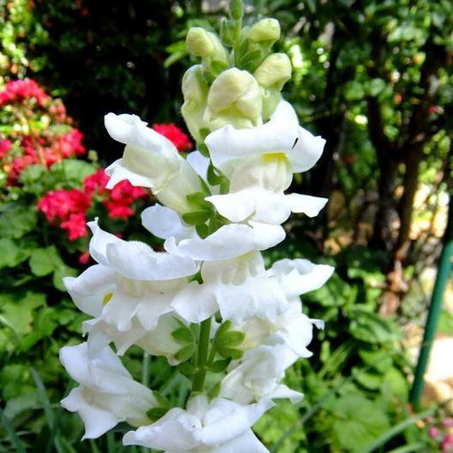 White snapdragon flowers bloom in a vibrant garden with red blossoms.