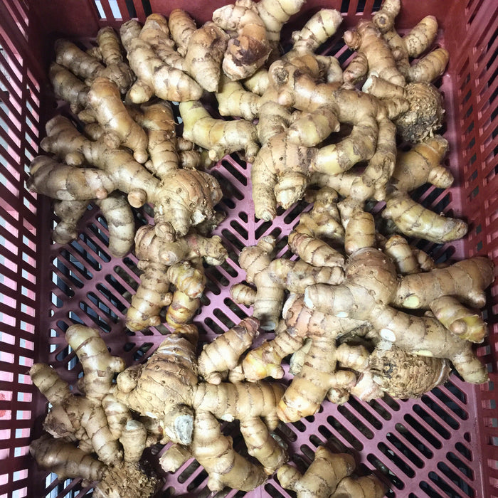 Fresh ginger roots in a red plastic basket. Healthy spice for cooking, tea, or natural remedies.