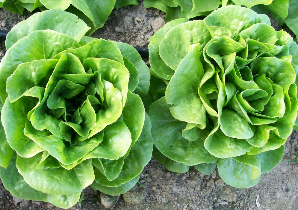 Fresh green butter lettuce heads growing in rich garden soil. Healthy organic produce.