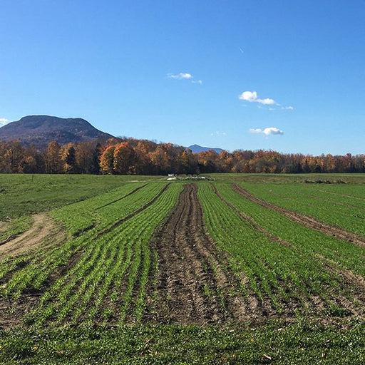 Green rows of young crops in a farm field, backed by vibrant autumn trees, a mountain, and blue sky.