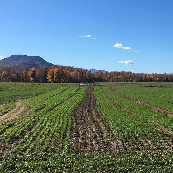 Green rows of young crops in a farm field, backed by vibrant autumn trees, a mountain, and blue sky.