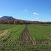 Green rows of young crops in a farm field, backed by vibrant autumn trees, a mountain, and blue sky.
