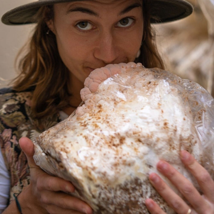 Premium Lion's Mane Mushroom Fruiting Block Grow Kit - 5 LBS