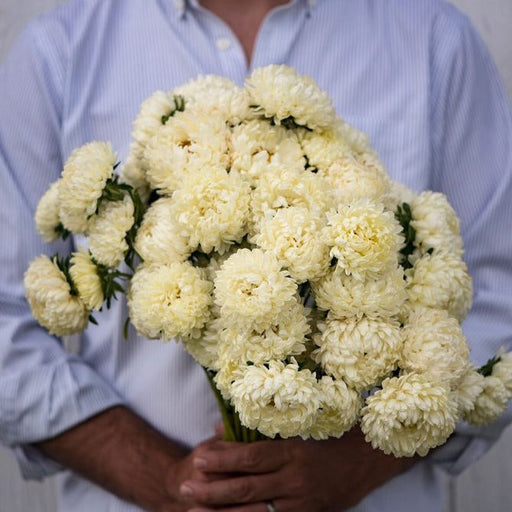Man holds a lush bouquet of pale yellow asters. Fresh cut flowers perfect for weddings & home decor.
